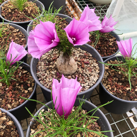 Ipomoea sp. nov. 'Transvaal'