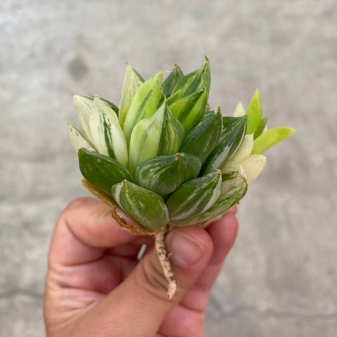 Haworthia cuspidata variegata (baocao variegata)
