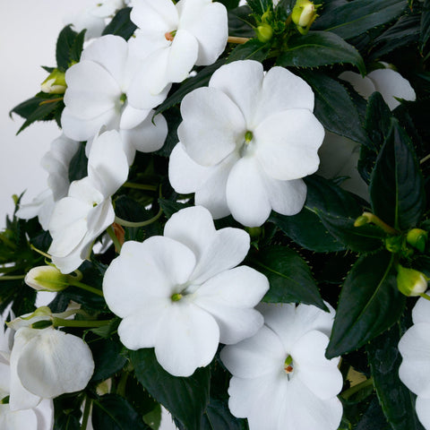 Impatiens SunPatiens® Compact Classic White