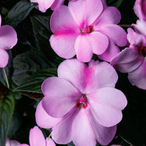 Impatiens SunPatiens® Compact Lavender Splash