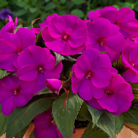 Impatiens SunPatiens® Compact Purple