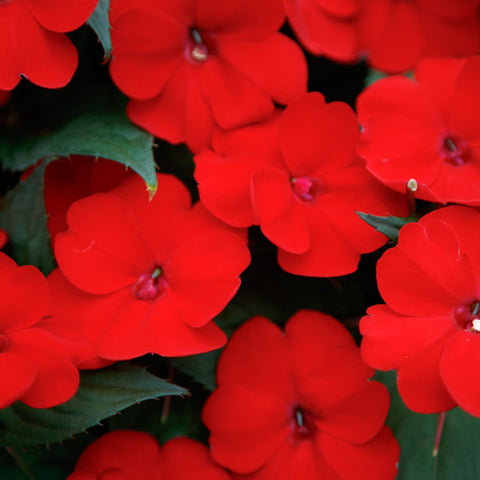 Impatiens SunPatiens® Compact Deep Red