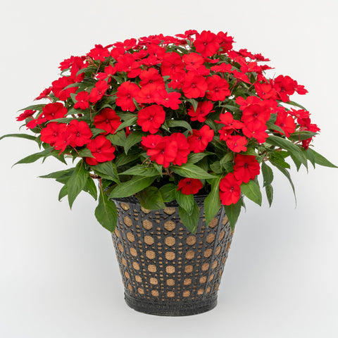 Impatiens SunPatiens® Compact Deep Red