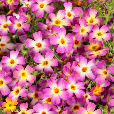 Jamesbrittenia Safari Dawn (Pink with yellow heart)