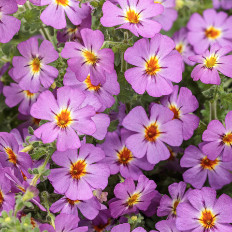 Jamesbrittenia Safari Dusk (Mauve)