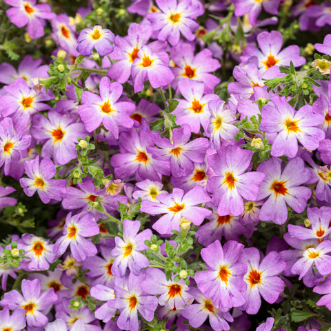Jamesbrittenia Safari Sky (Mauve with white heart)