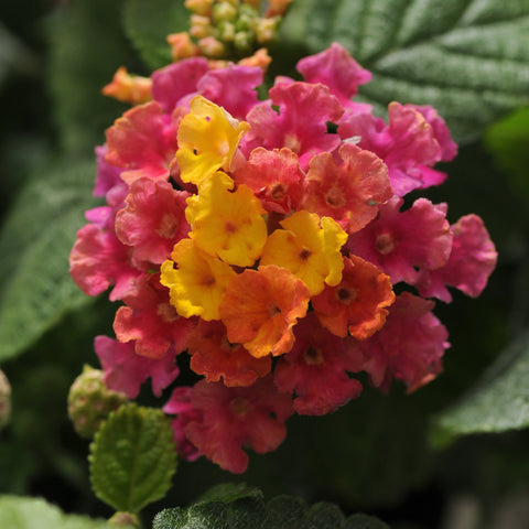Lantana Little Lucky Hot Pink (Pink to Yellow)