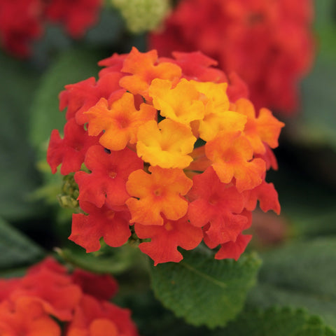 Lantana Little Lucky Red (Red to Yellow)