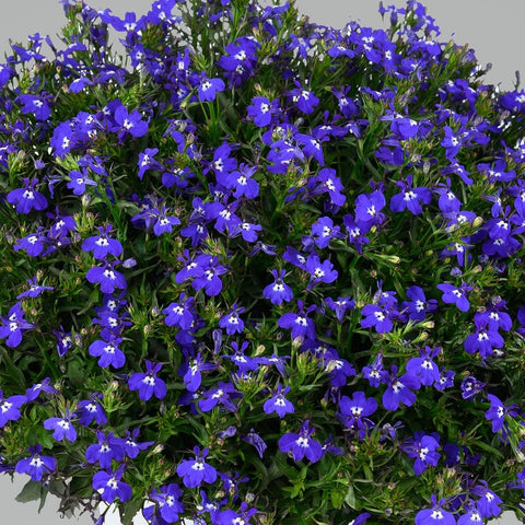Lobelia Glow Blue Volt (Blue)