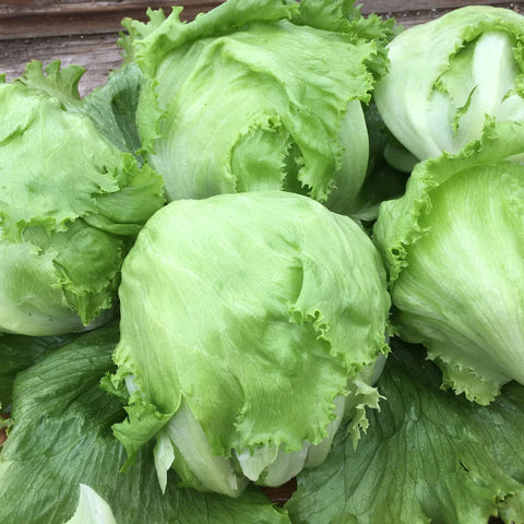 Iceberg Crispino Lettuce Seeds *Organic*