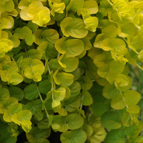 Lysimachia Goldilocks (Yellow)
