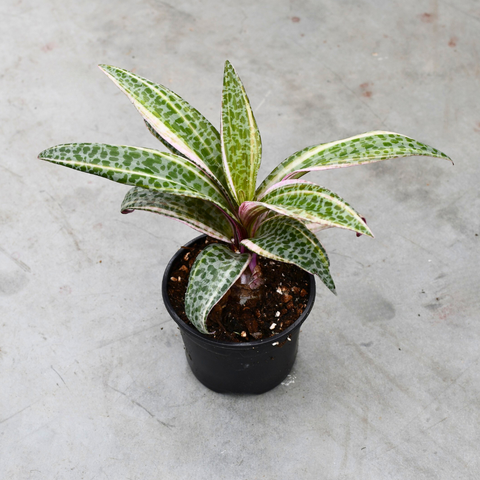 Ledebouria socialis f. variegata