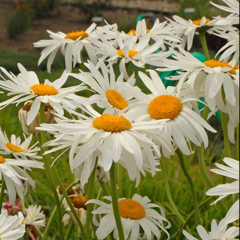 Leucanthemum Alaska (Marguerite blanche)
