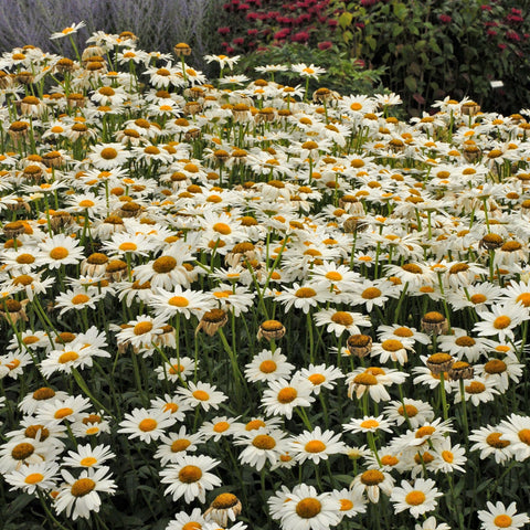 Leucanthemum 'Becky' (Grande marguerite blanche)