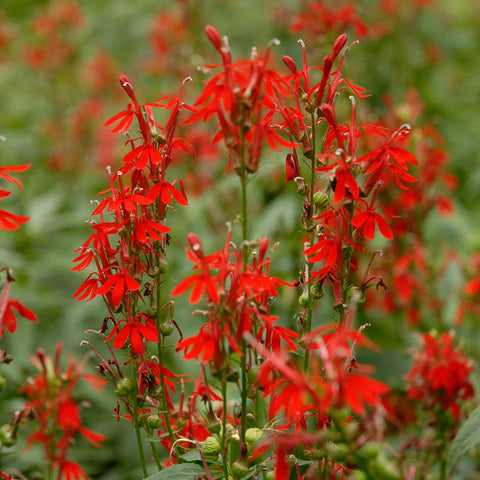 Lobelia cardinalis (rouge)