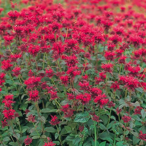 Monarda 'Fireball' (Rouge)