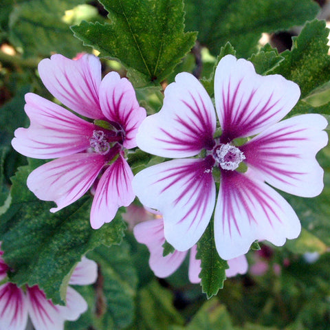 Malva sylvestris 'Zebrina'