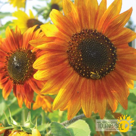 sunflower seed mix for planting Sunflower Seed Mix *Organic* – Serres Lavoie