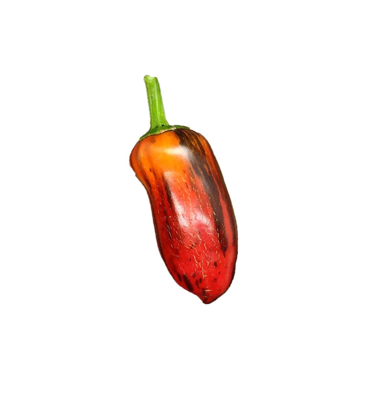 Mocha swirl pepper