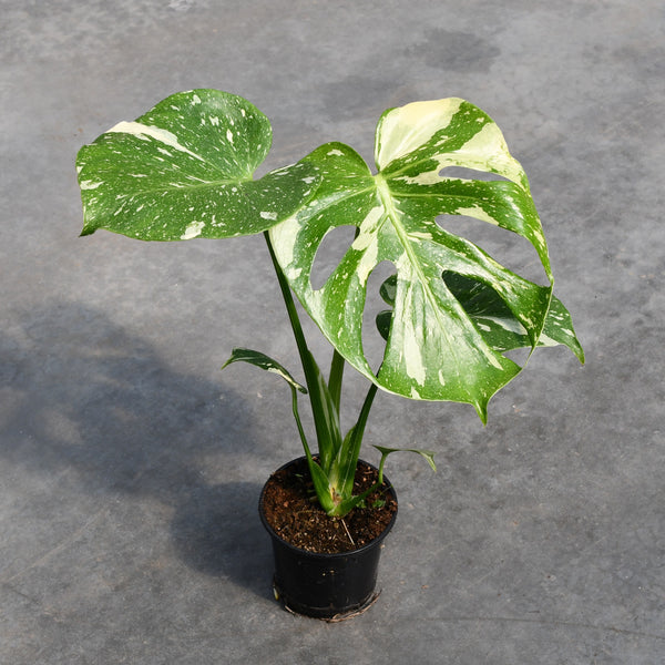 Monstera deliciosa 'Thai constellation'