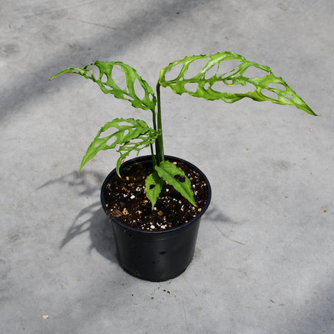 Monstera obliqua