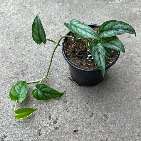 Monstera siltepecana