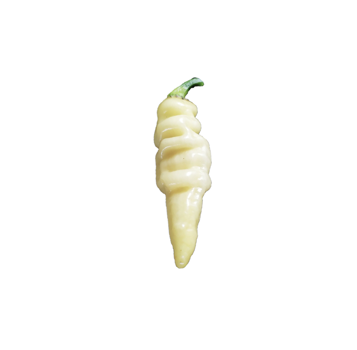 Murupi amarela white pepper
