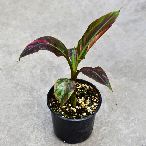 Musa 'Nono'