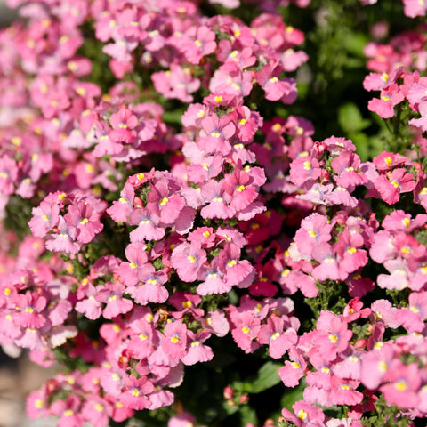 Nemesia Nesia Pink Crush (Pink)