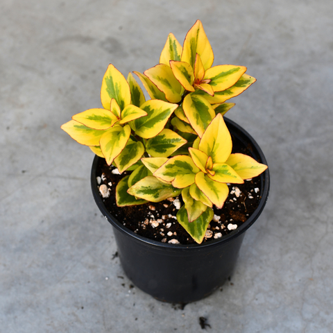 Nematanthus gregarius 'Aurora Gold'