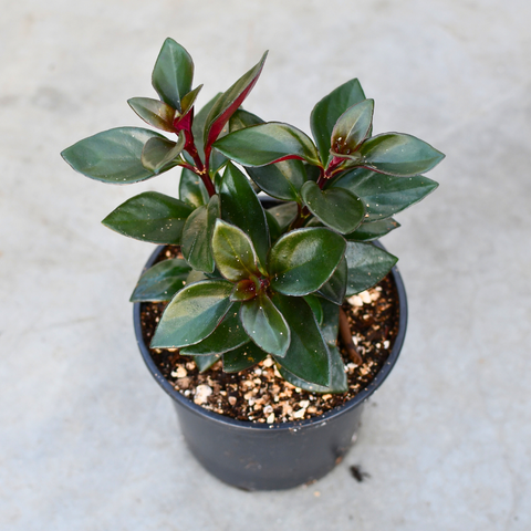 Nematanthus gregarius 'Koi Red'