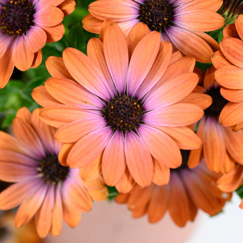 Osteospermum 'Lavender Frost'