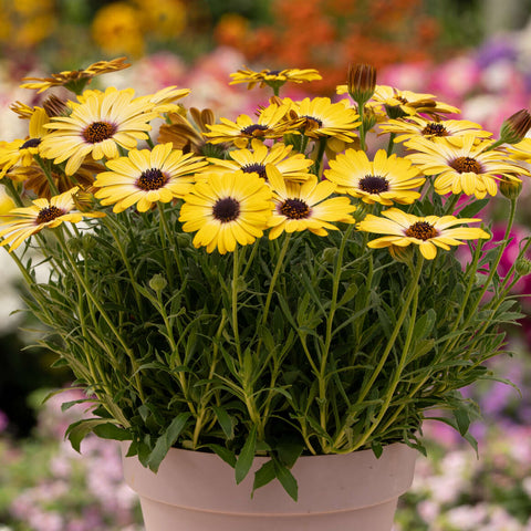 Osteospermum 'Lavender Frost'