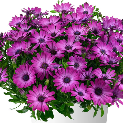 Osteospermum 'Lavender Frost'