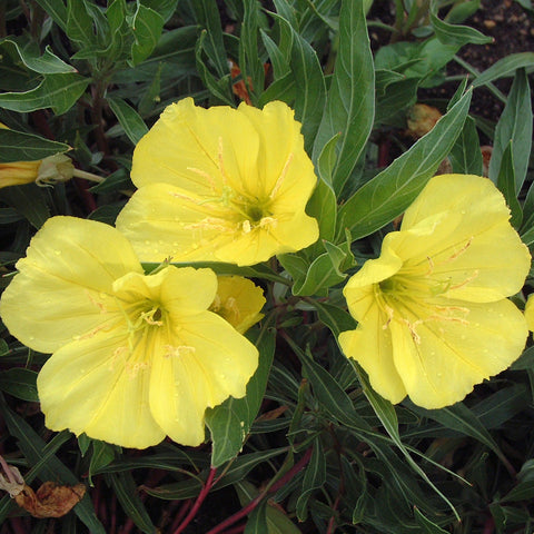 Oenothera missouriensis (Onagre jaune)