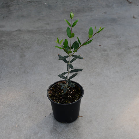 Olea europaea 'Arbequina'
