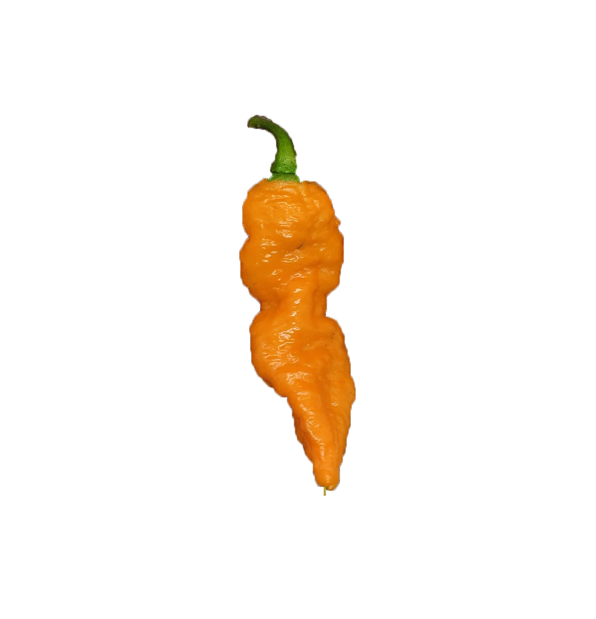 Orange gum pepper x Naga brains