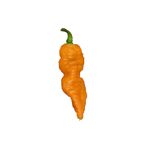 Chili pepper Orange gum x Naga brains