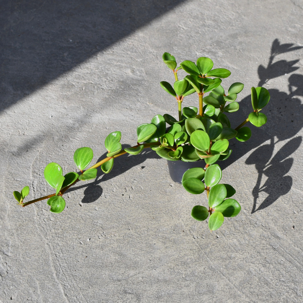 Peperomia hope