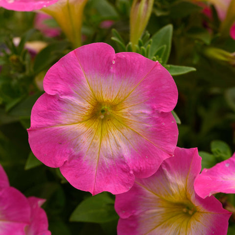 Petunia Capella Pink Morn (Yellow heart rose)
