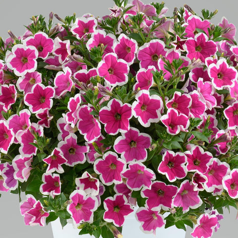 Petunia Capella Rim Fuchsia (Fuschia bordure blanche)