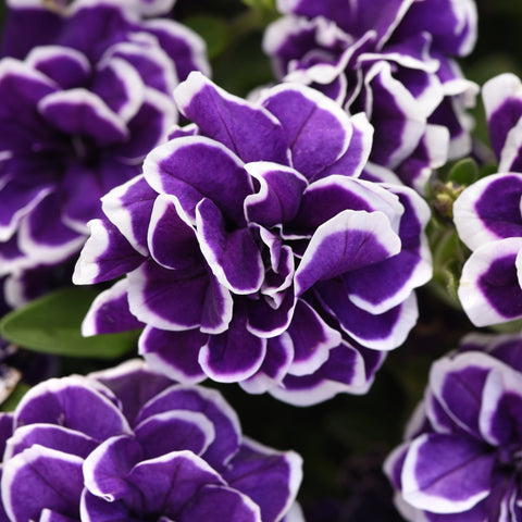 Petunia Jewel Frosted Sapphire (Double Lavender and White)