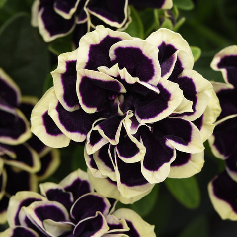 Petunia Jewel Midnight Gold (Violet and cream double)