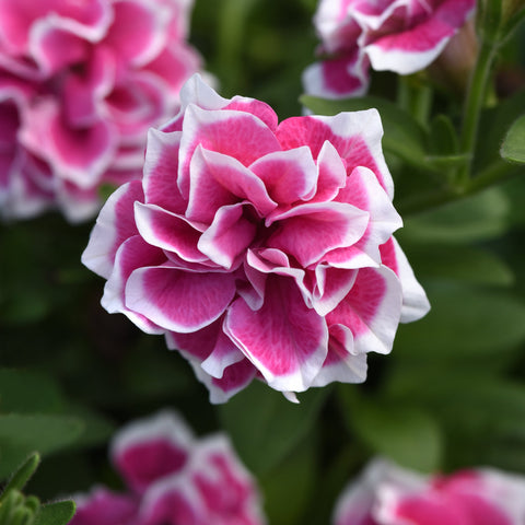 Petunia Jewel Pink Diamond (Double Pink and White)