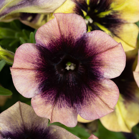 Petunia Ray Shadow (Dark heart mauve)
