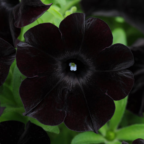 Petunia Slingshot Black Magic (Black)