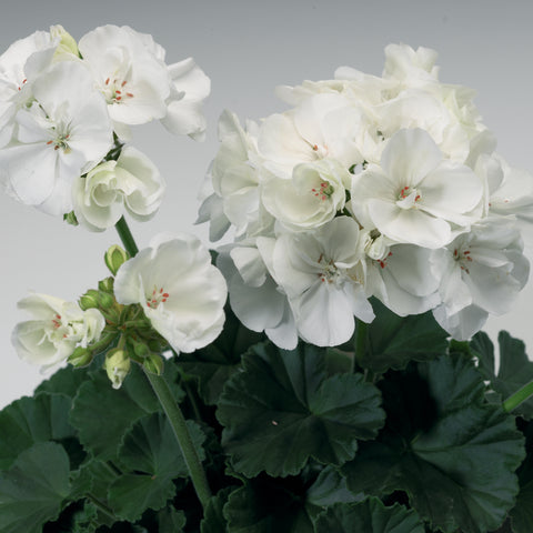 Geranium Tango White