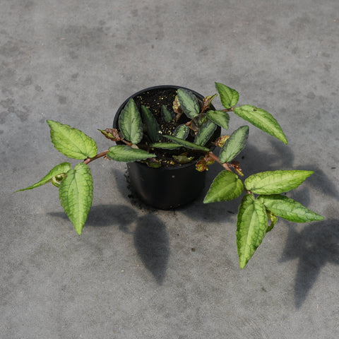 Pellionia repens