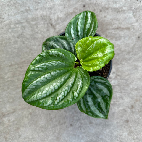 Peperomia 'Ecuador'