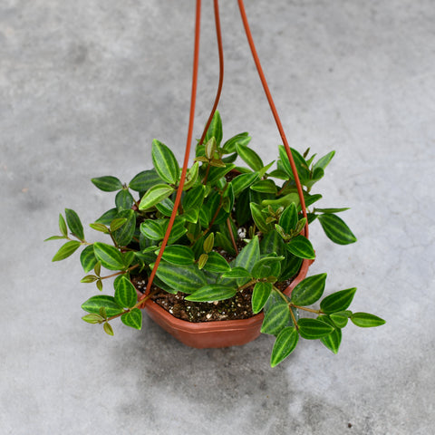 Peperomia 'angulata'